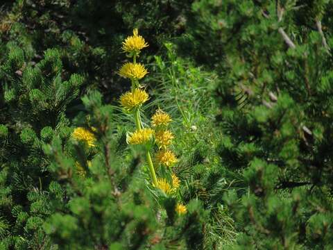 Image of Gentiana lutea subsp. symphyandra (Murb.) Hayek