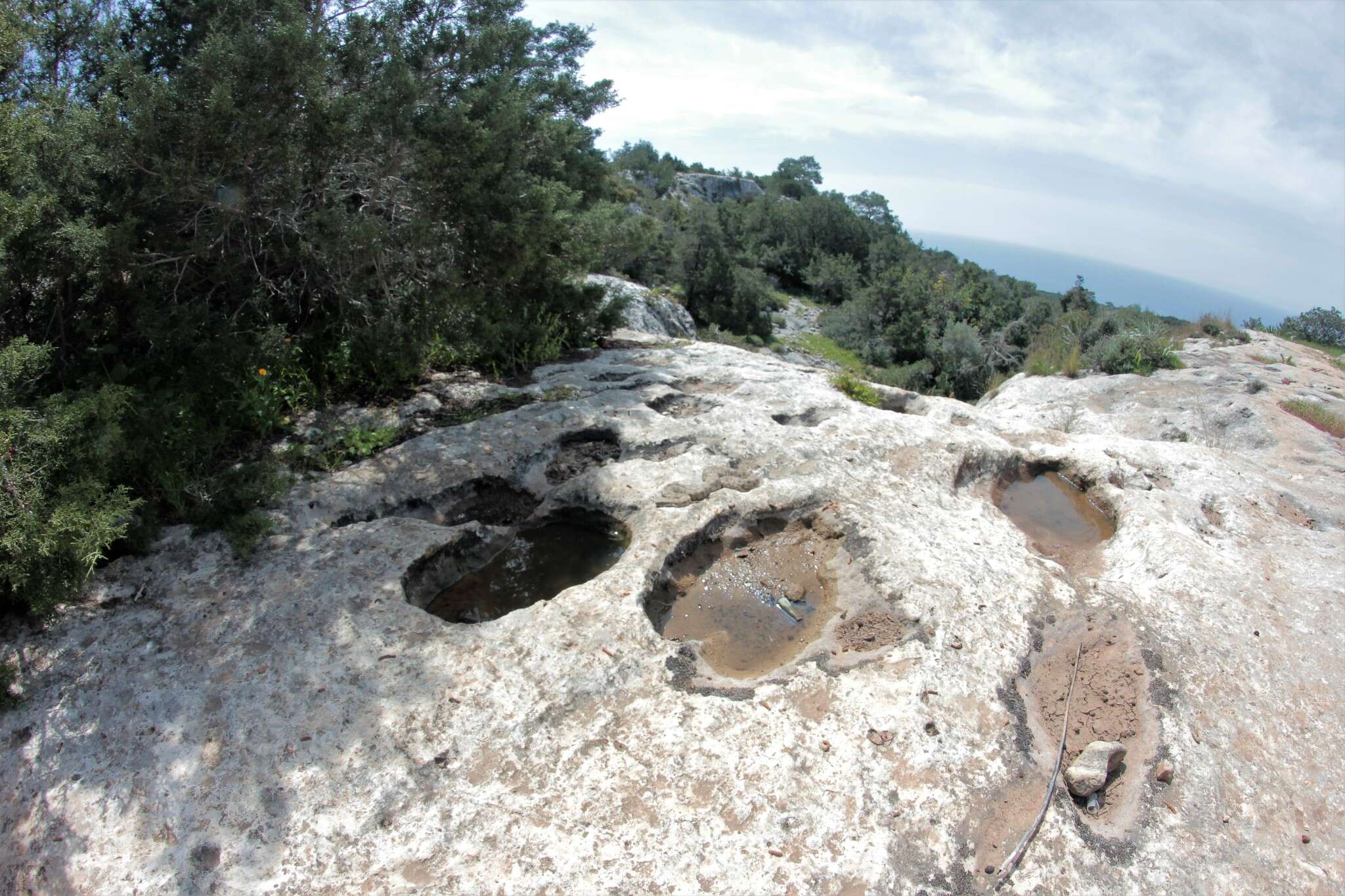 Image of Macrovipera lebetinus lebetinus (Linnaeus 1758)