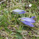 Image of Campanula saxifraga subsp. aucheri (A. DC.) Ogan.