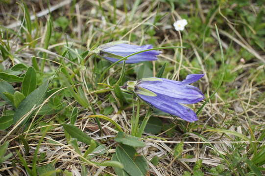 Image de Campanula saxifraga subsp. aucheri (A. DC.) Ogan.