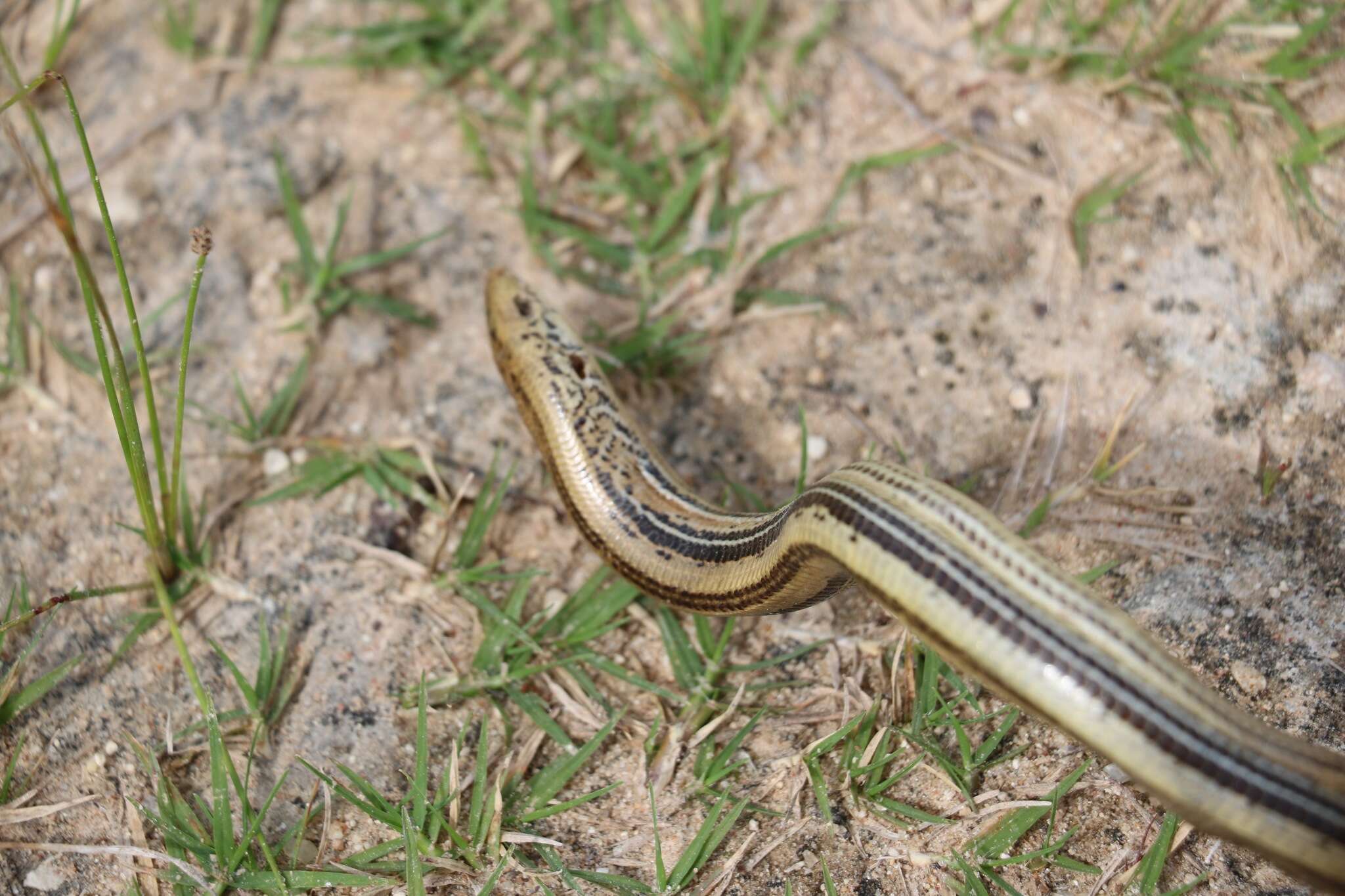 Image of Glass Lizards