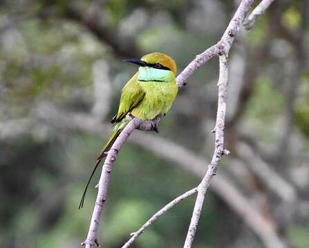 Image of Merops orientalis ceylonicus Whistler 1944