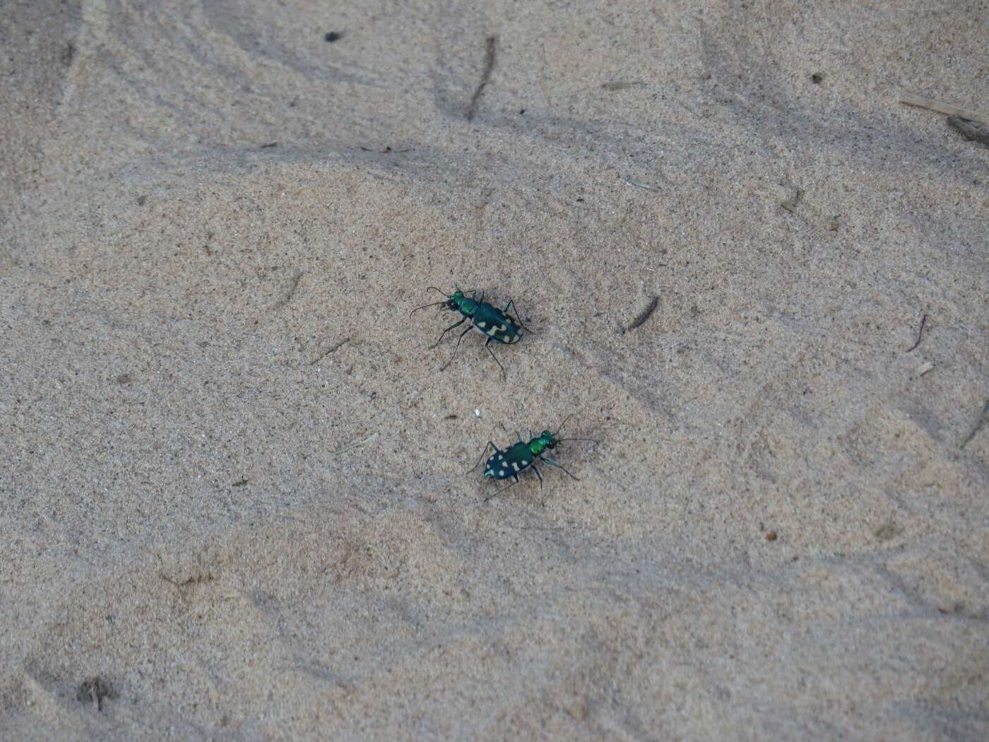 Plancia ëd Cicindela (Cicindela) oregona maricopa Leng 1902