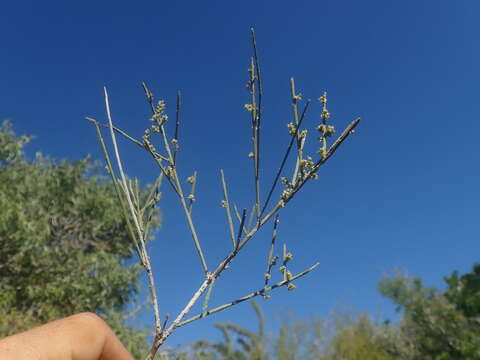 Image of Henonia scoparia Moq.