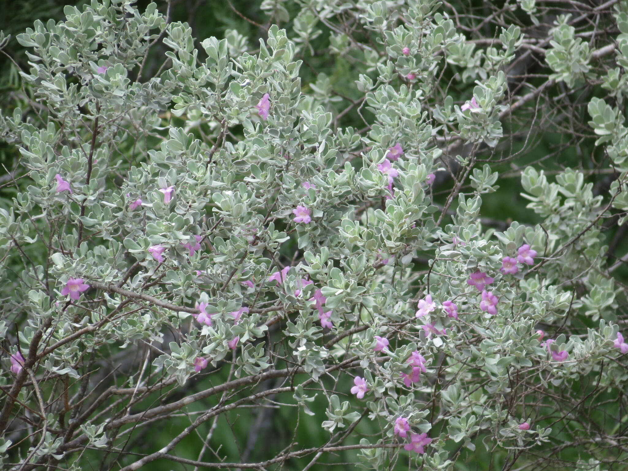 Image de Leucophyllum frutescens (Berl.) I. M. Johnston