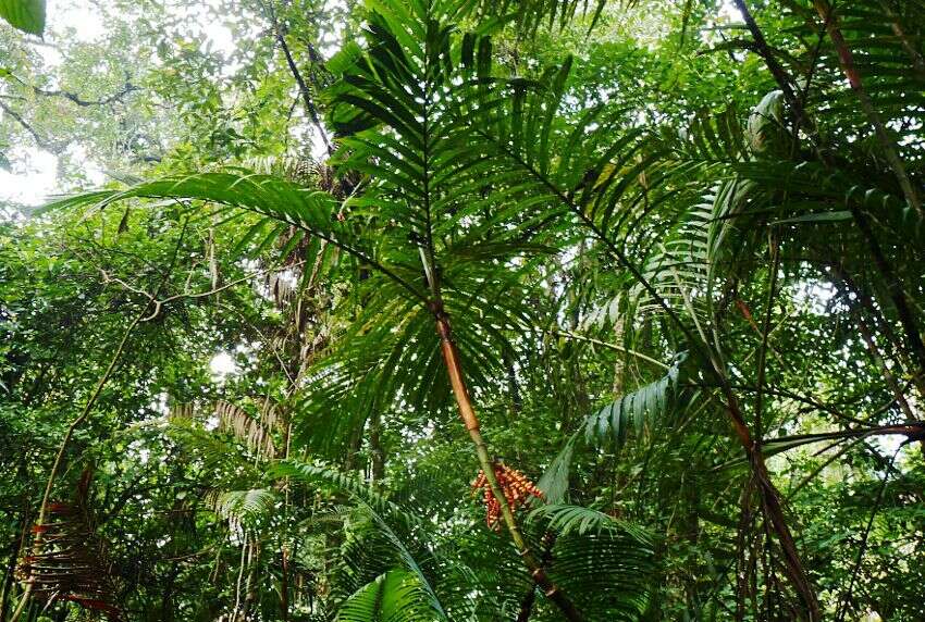 Image of Ivory cane palm