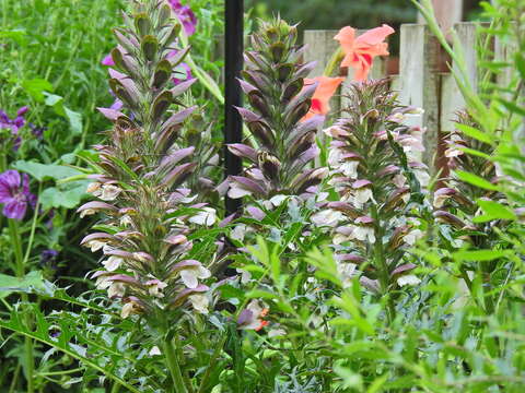 Image of spine acanthus