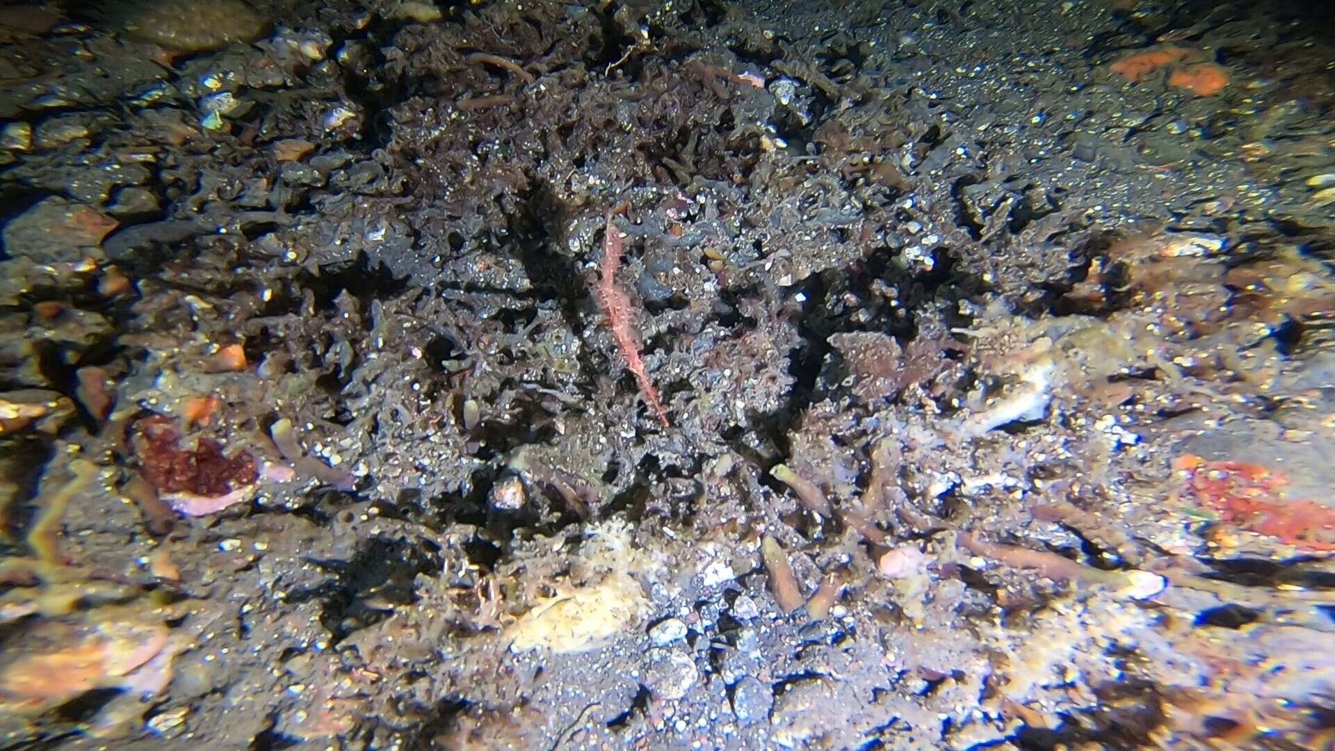 Image of Hairy ghost pipefish