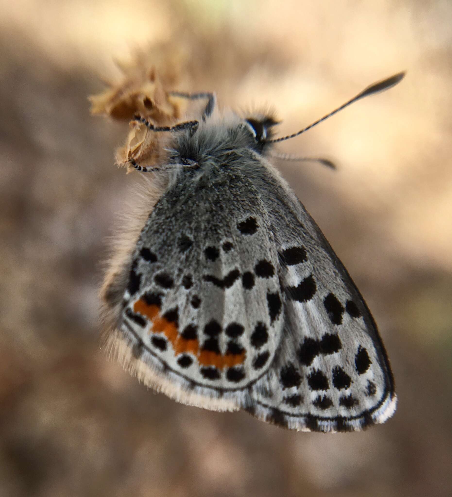 Слика од Euphilotes enoptes smithi (Mattoni 1954)