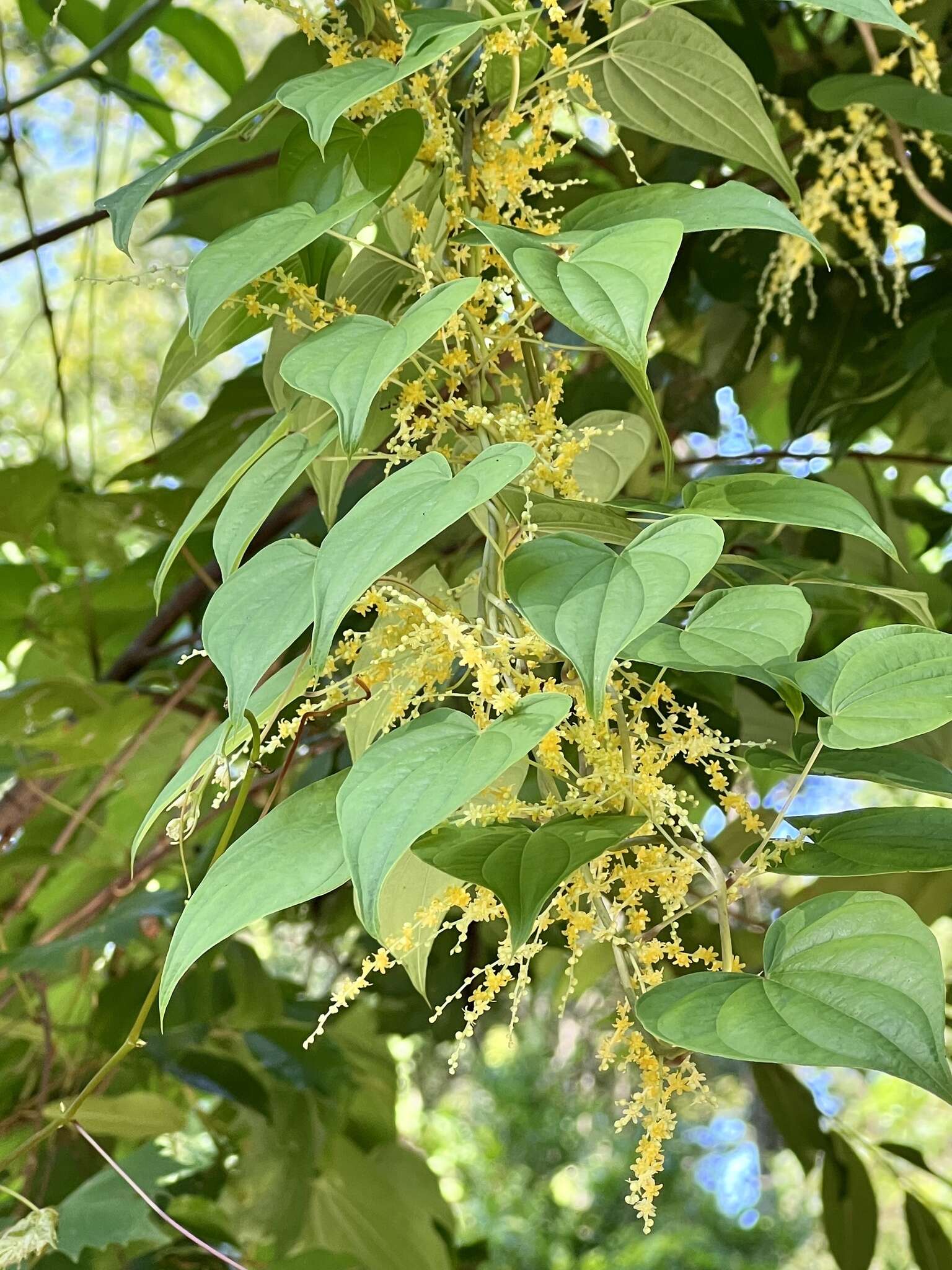 Dioscorea floridana Bartlett的圖片