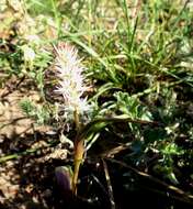 Image of Wurmbea spicata (Burm. fil.) T. Durand & Schinz
