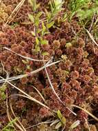 Image of sphagnum