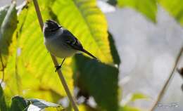 Image of White-crested Tyrannulet