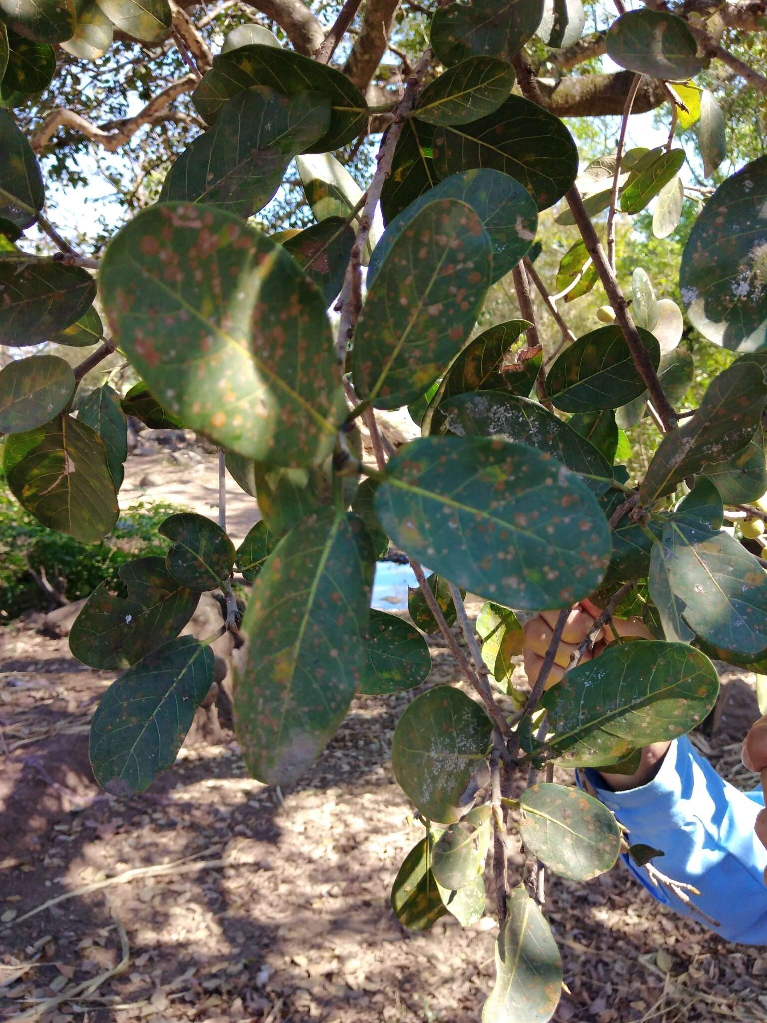 Ficus obtusifolia Kunth的圖片