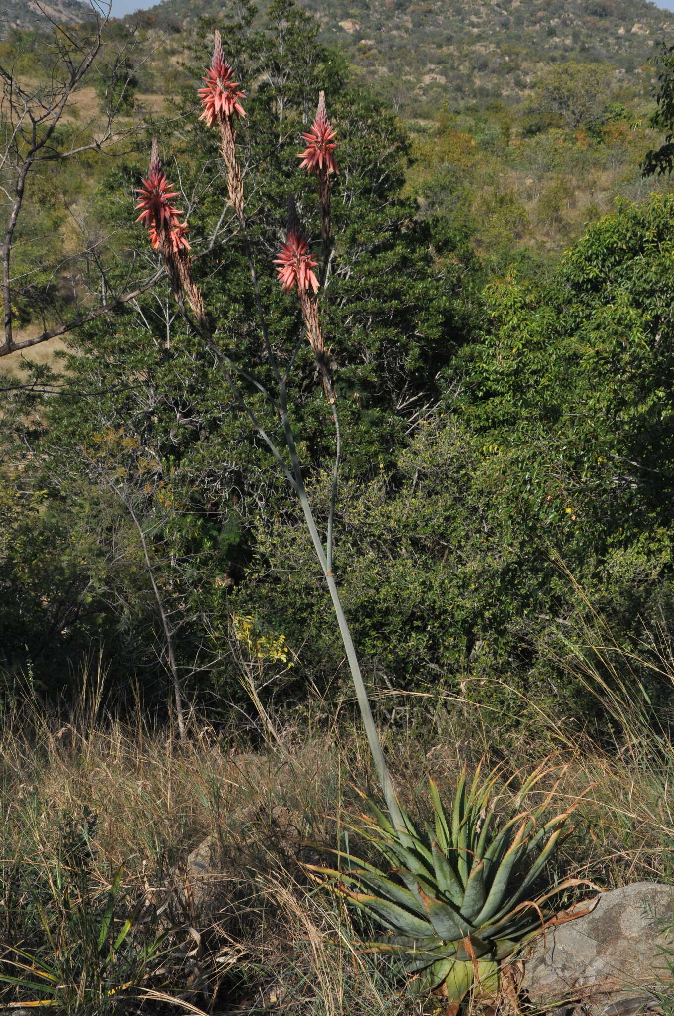 Image of Pretoria aloe