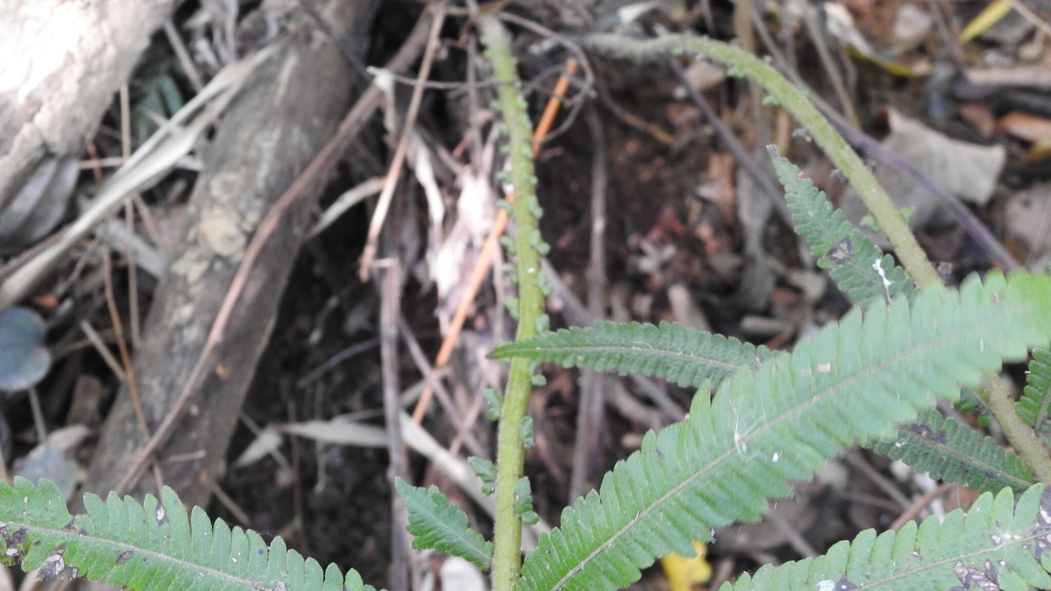 Image of Taiwan maiden fern