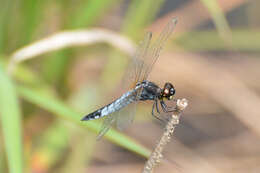 Image of Lyriothemis pachygastra (Selys 1878)