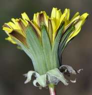 Image of Taraxacum gasparrinii Tineo ex Lojac.