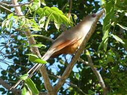 Image of Cuban Lizard-cuckoo