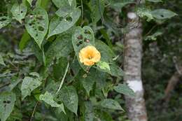 Ipomoea aurantiaca L. O. Williams resmi