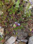 Image of <i>Trifolium variegatum</i> var. <i>geminiflorum</i>