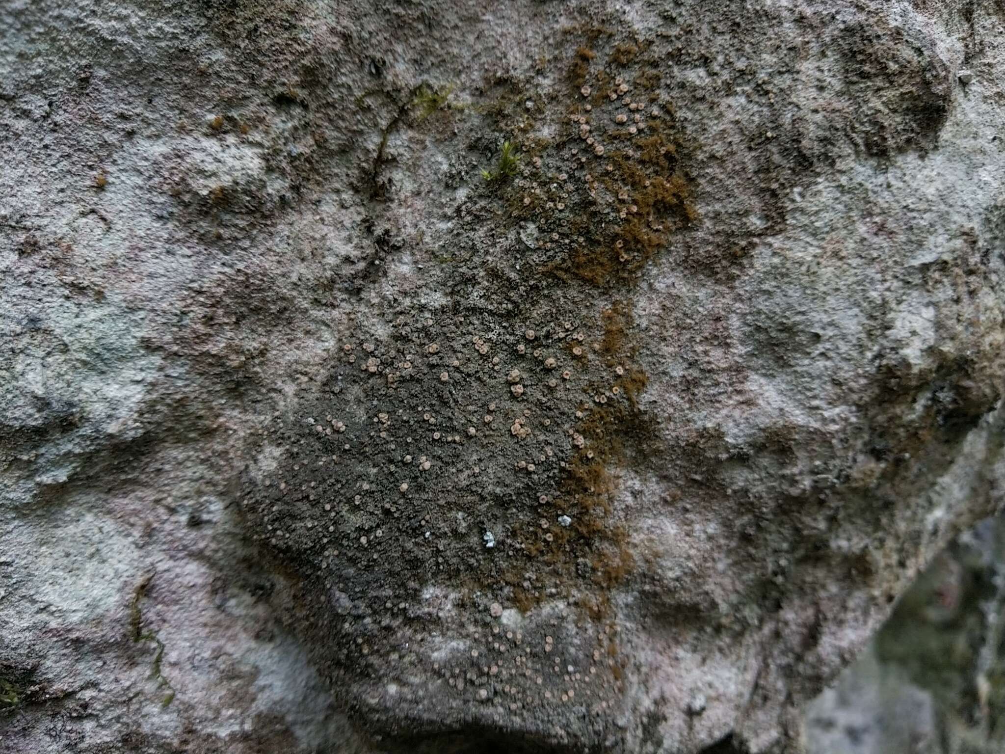 Image of dimple lichen