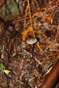 Image of Mycena rubromarginata (Fr.) P. Kumm. 1871