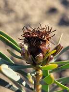 Image of Leucadendron sheilae I. J. M. Williams