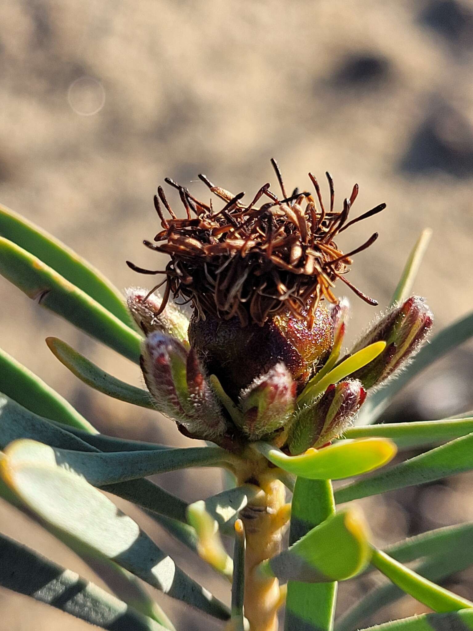 Image of Leucadendron sheilae I. J. M. Williams