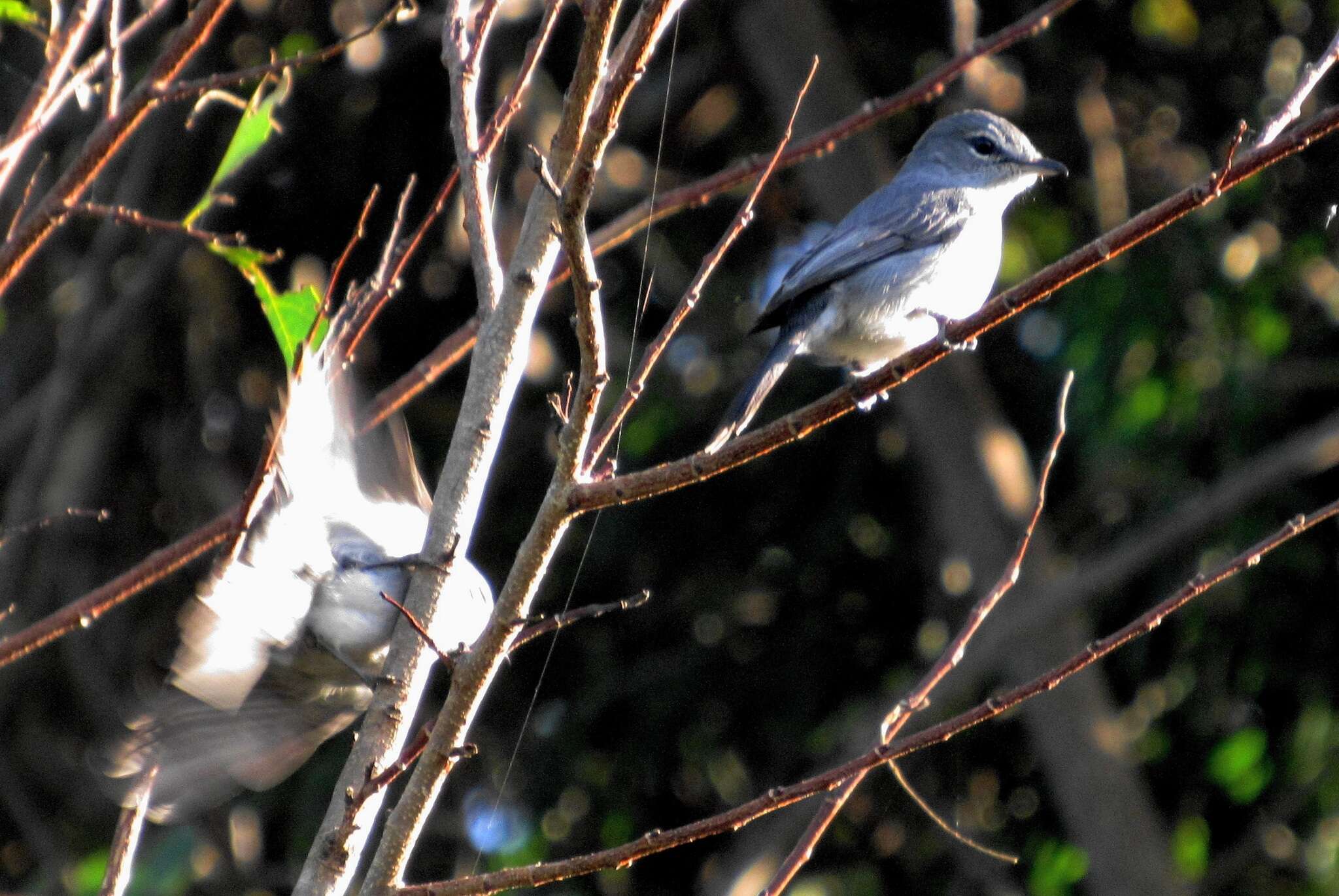 Image of <i>Fraseria <i>caerulescens</i></i> caerulescens