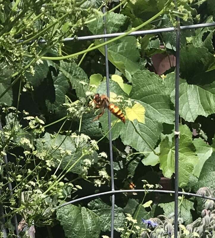 Image of Western Cicada Killer