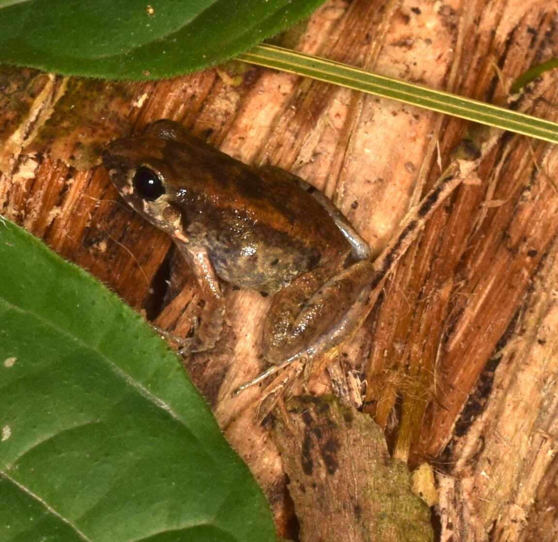 Image of Barycholos pulcher (Boulenger 1898)