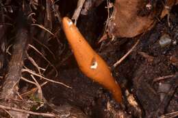 Image of Xylaria telfairii (Berk.) Sacc.