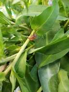 Image of Golden Harvestman