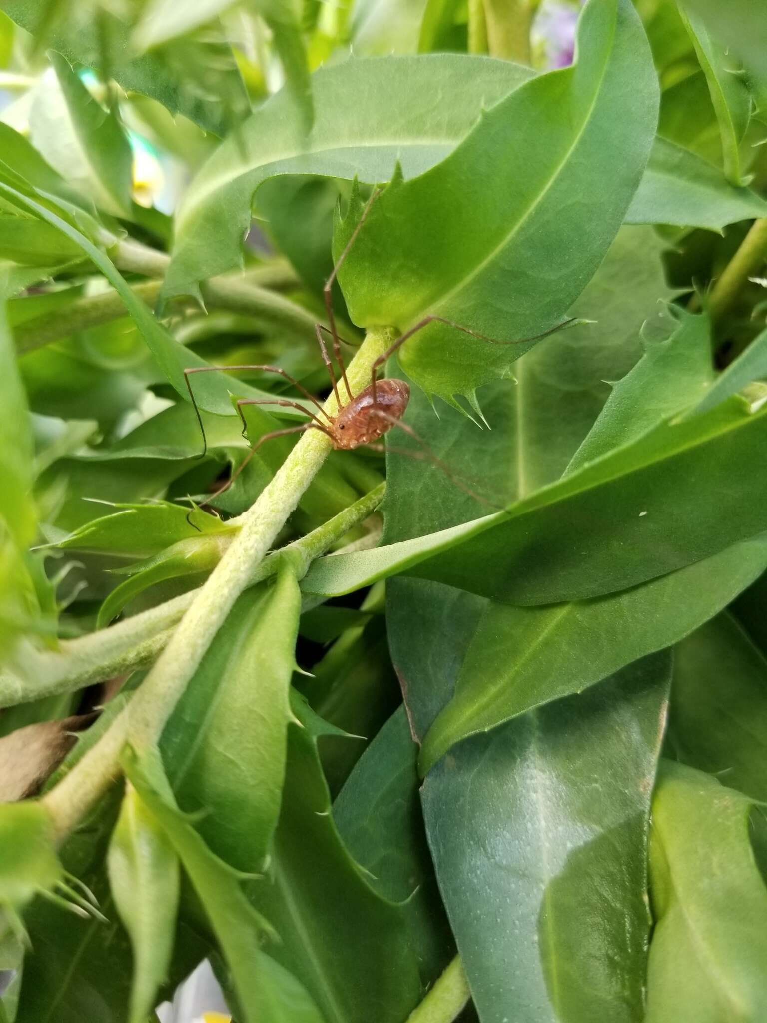 Image of Golden Harvestman
