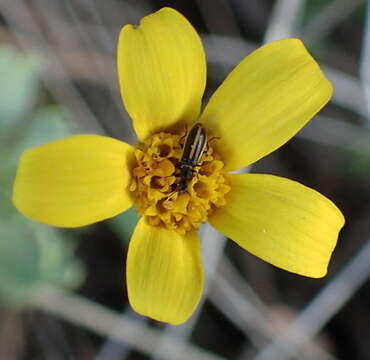 Image de Othonna arborescens L.