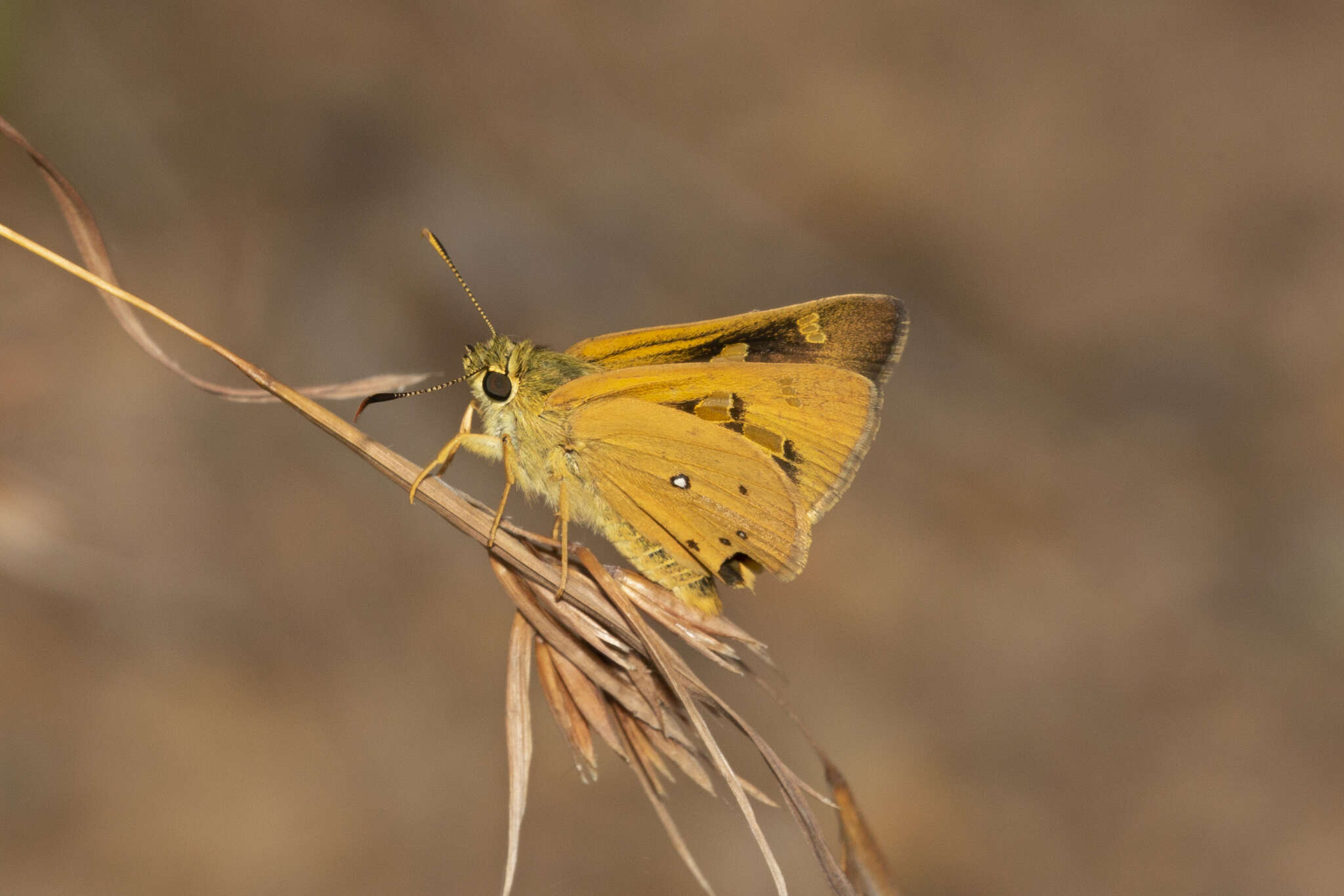 Image of Trapezites eliena Hewitson 1868