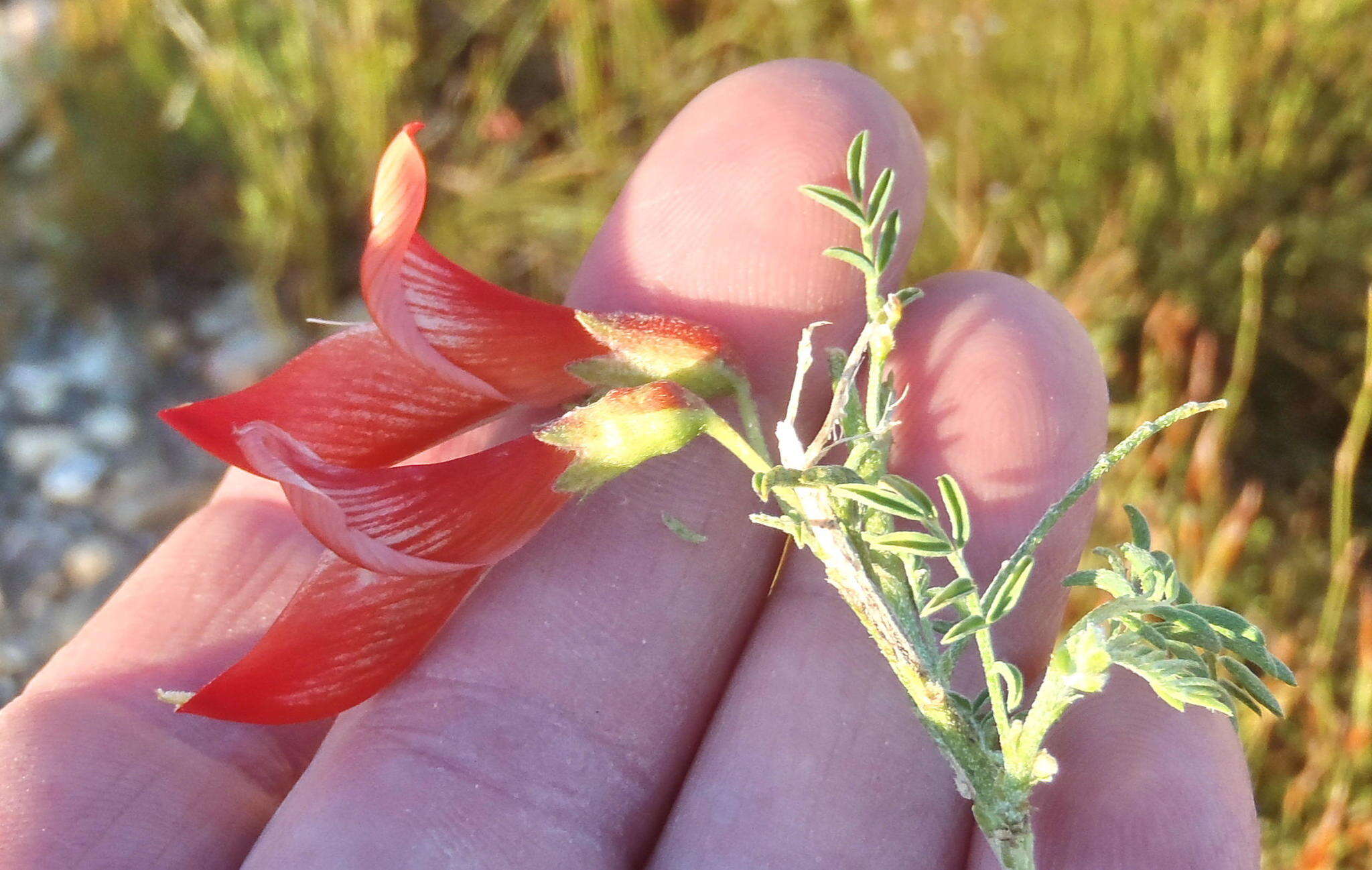 Image de Lessertia frutescens subsp. frutescens