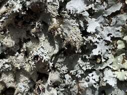 Image of parmotrema lichen