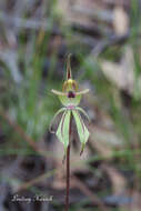 Image of Purple-veined spider orchid