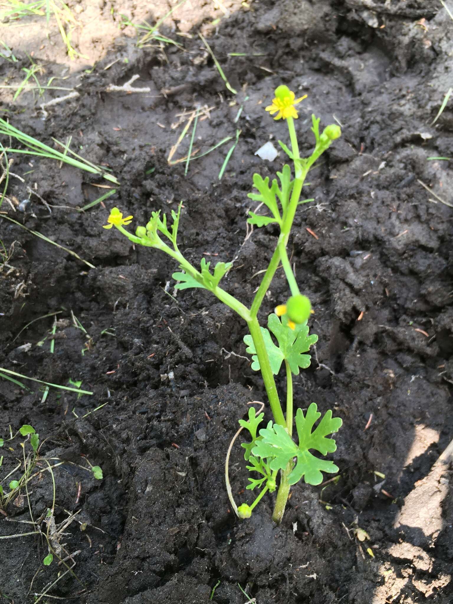 Слика од Ranunculus sceleratus var. multifidus Nutt. ex Torr. & A. Gray