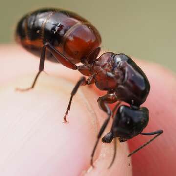 Слика од Camponotus ligniperdus (Latreille 1802)