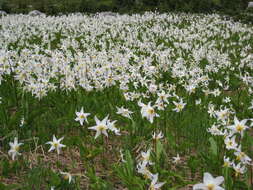 Imagem de Erythronium montanum S. Watson