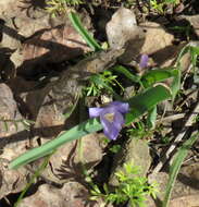 Image of starflower brodiaea