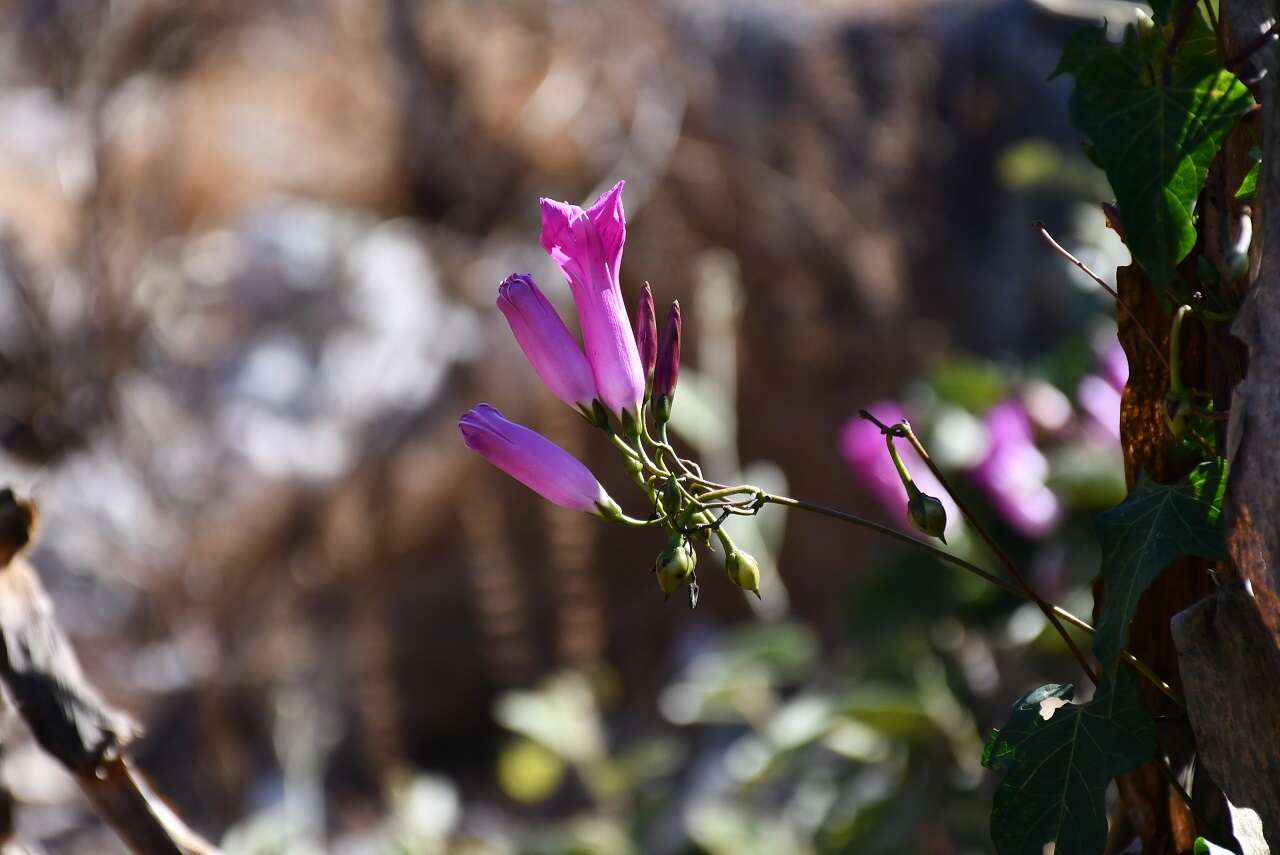 Ipomoea orizabensis var. austromexicana J. A. Mc Donald resmi