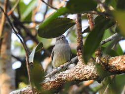 Image of Amazonian Scrub Flycatcher