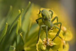 Image of Micrommata ligurina (C. L. Koch 1845)