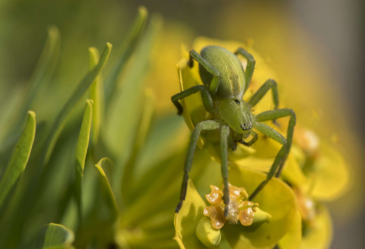 Image of Micrommata ligurina (C. L. Koch 1845)