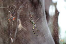 صورة Trichonephila clavata (L. Koch 1878)