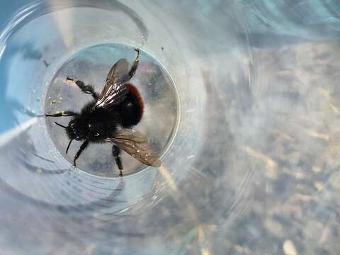 Image of Bombus coccineus Friese 1903